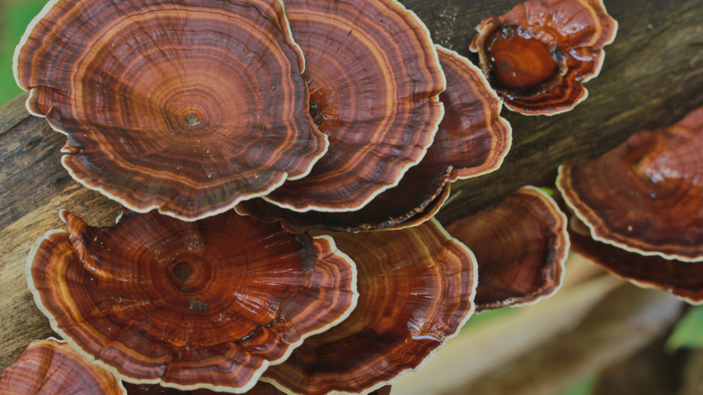 Mushrooms and the Microbiome