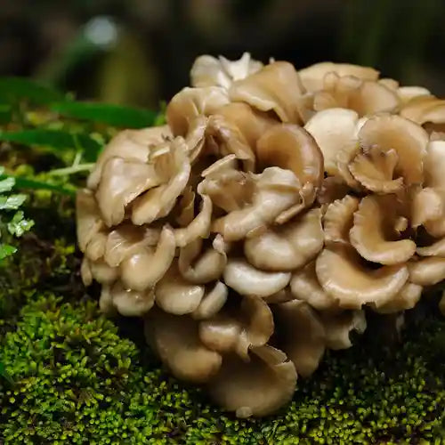 The Definitive Guide to Maitake Mushroom Benefits for Skin