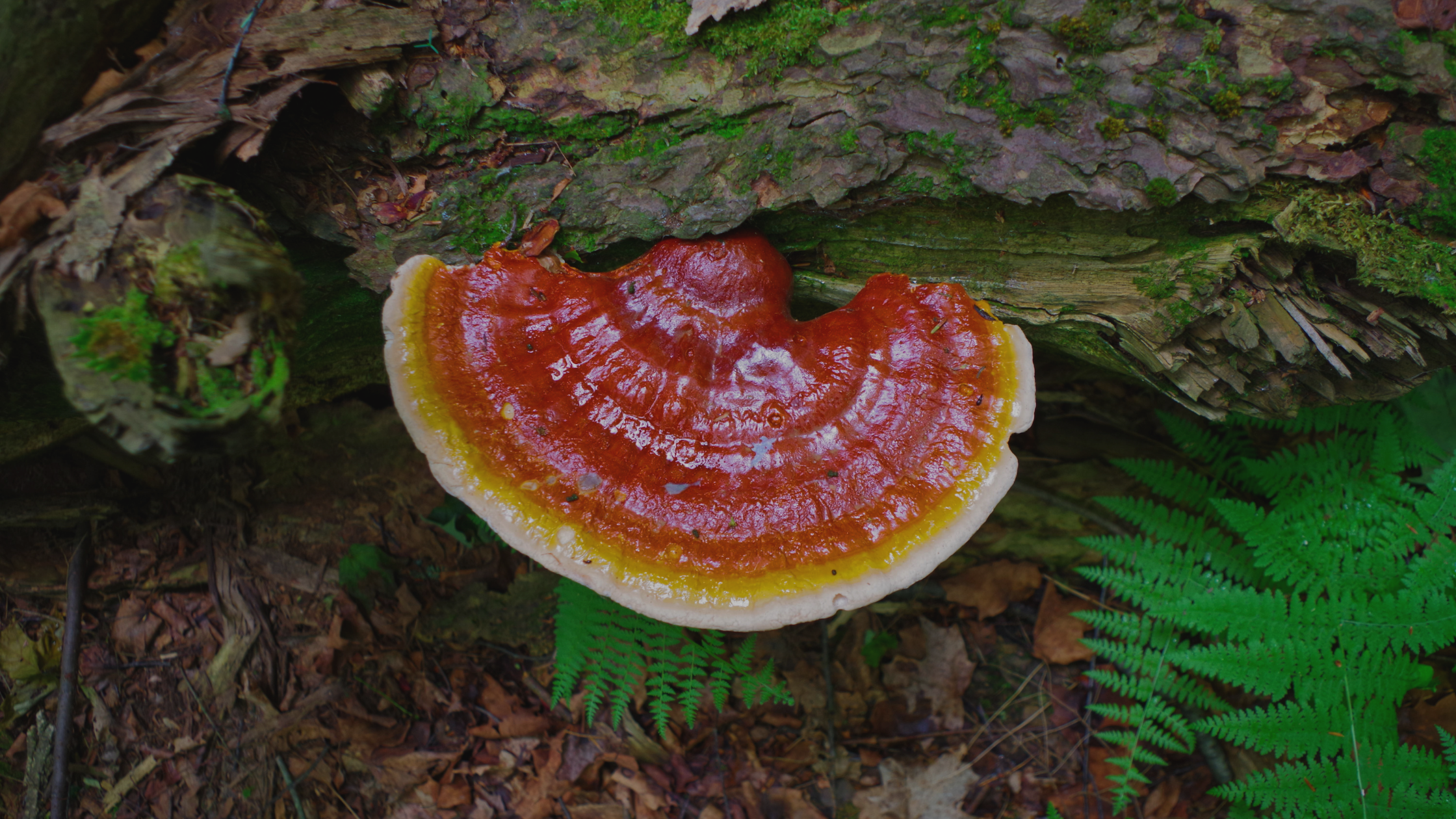 Is Eversio Reishi Mushroom Wild or Cultivated?