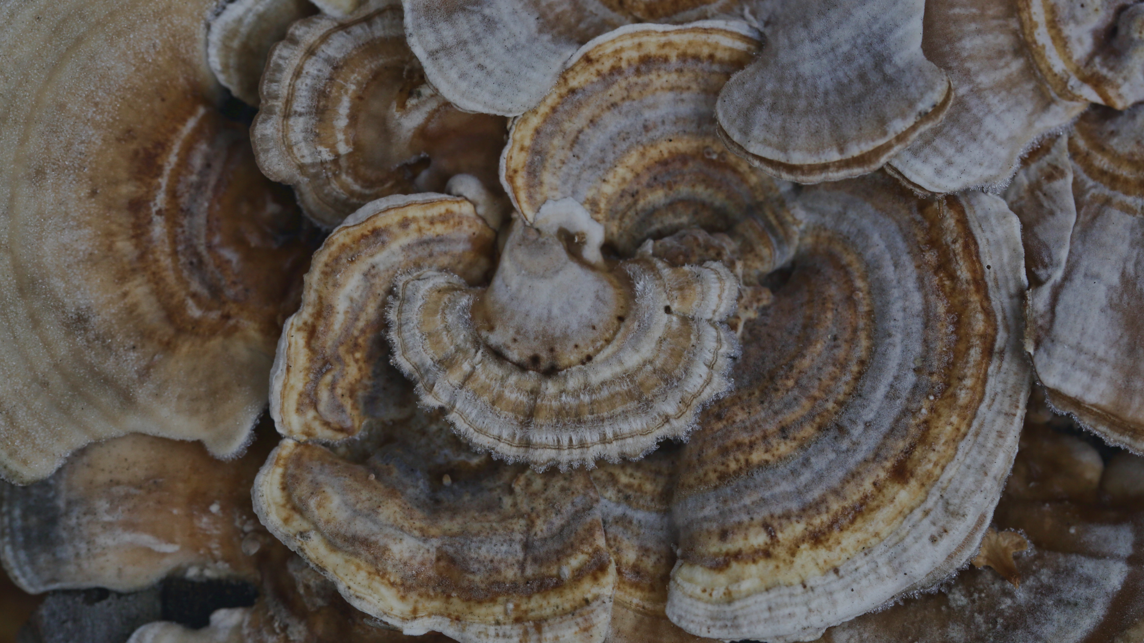 The Power of Turkey Tail Mushroom