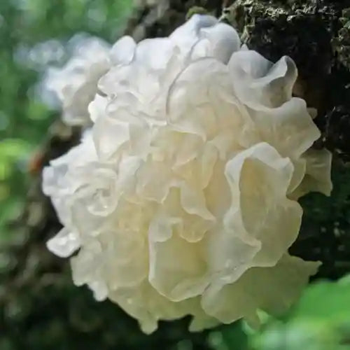 Meet the Snow Fungus: Tremella Fuciformis Benefits You Need to Know