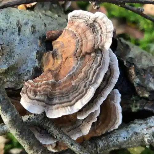 Turkey Tail Extract for Health Benefits