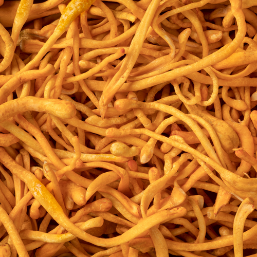 Cordyceps Benefits Lungs – Fungus Power for Respiratory Health