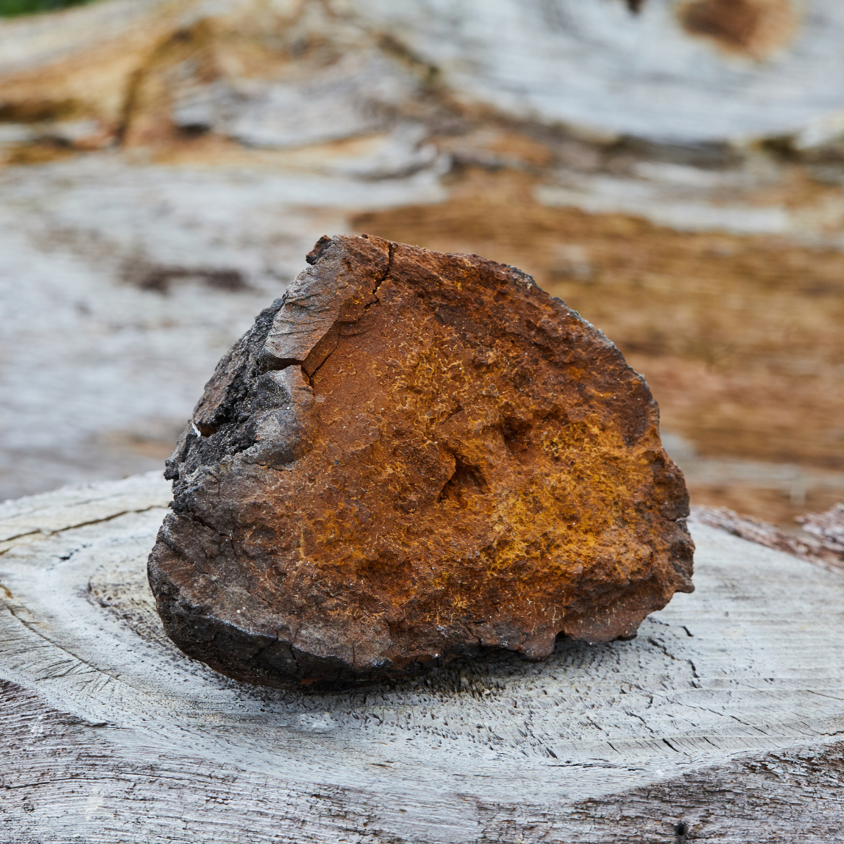 Chaga Mushroom Powder: The Superfood You Didn't Know You Needed