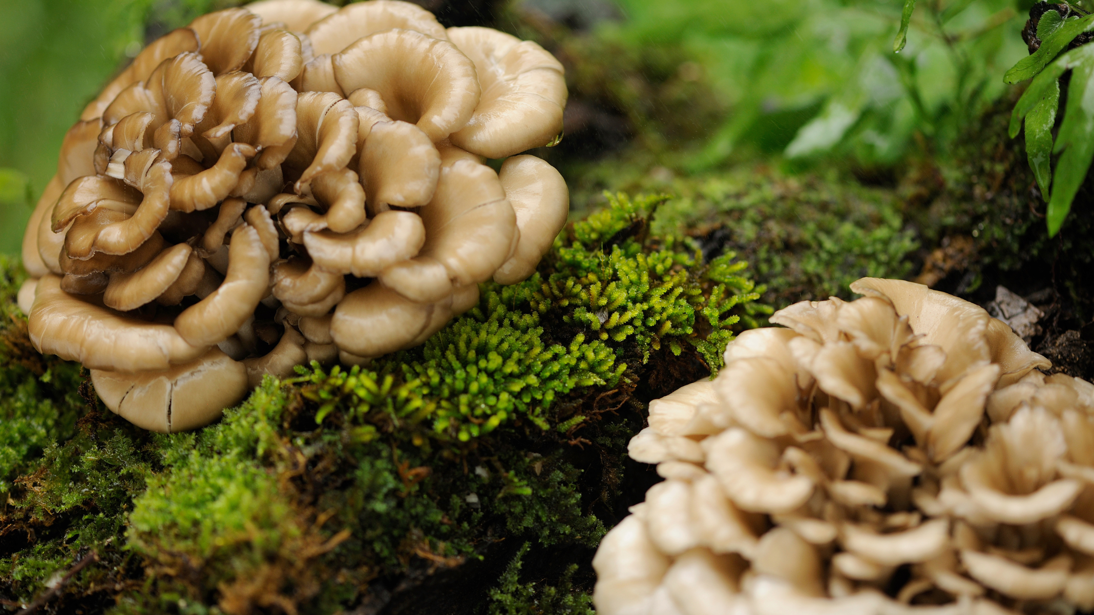 Shiitake & Maitake - BALANCE 4 Mushroom Blend