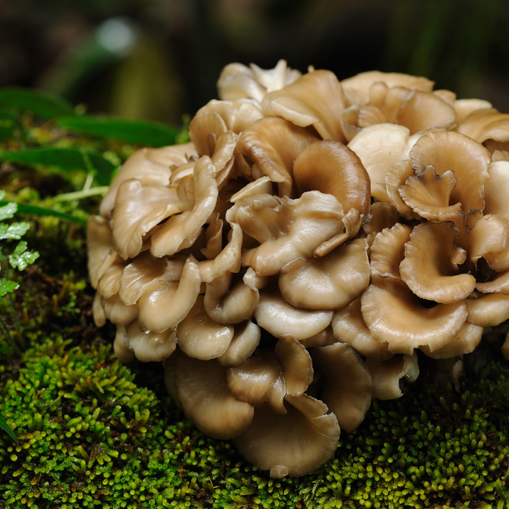 Organic vs Non-Organic Mushroom Supplements: Why It Matters