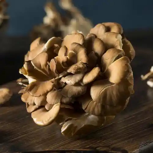 An Essential Guide to Mushroom Benefits