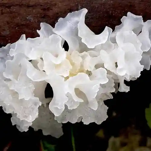Tremella Mushrooms: All About the Snow Fungus