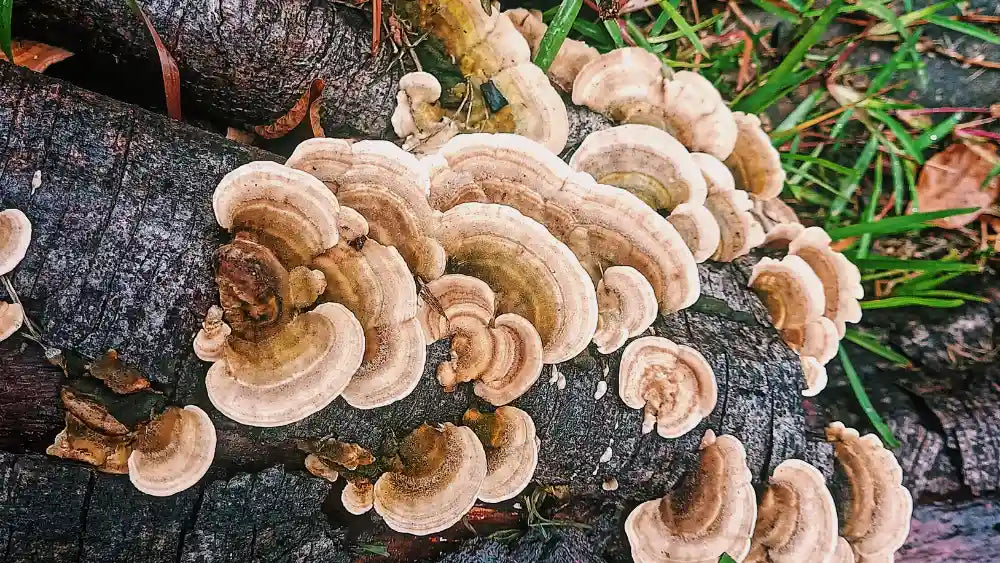 From Lab to Life: Exploring Turkey Tail's Therapeutic Effects