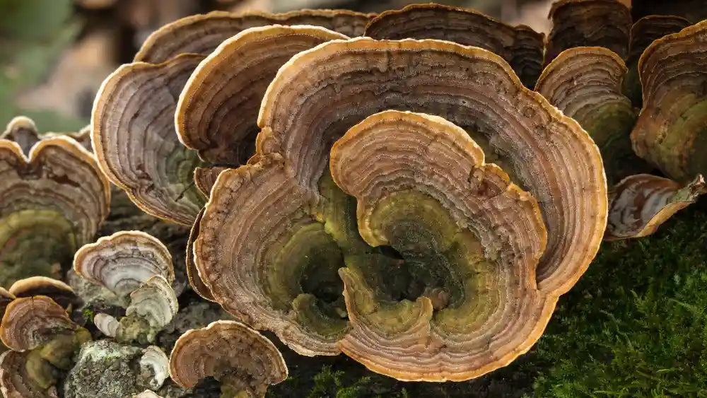 From Gut to Glow: Exploring the Wonders of Turkey Tail and Chaga