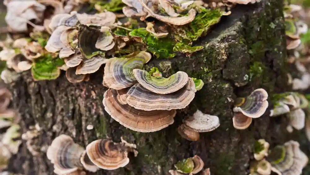 The Complete Guide to Turkey Tail Medicinal Benefits