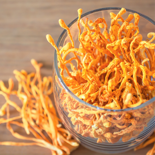 cordyceps mushroom supplement