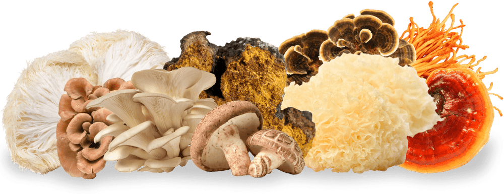 mushroom supplement