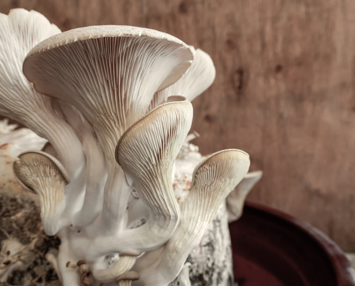 Healthy Mushrooms Beginner’s Guide Eversio Wellness