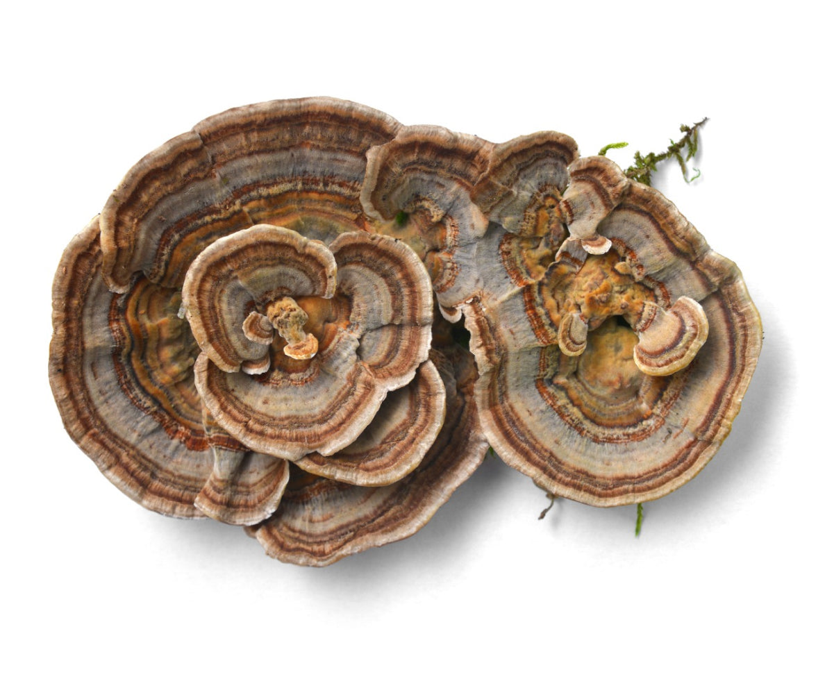 Fortify Your Health Naturally using Turkey Tail Supplements