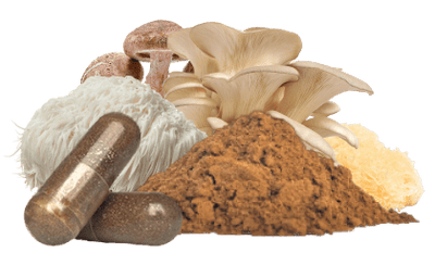 mushroom extracts vs mushroom powders