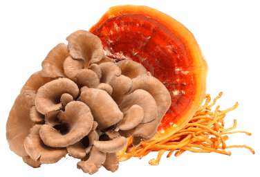 mushroom supplements 