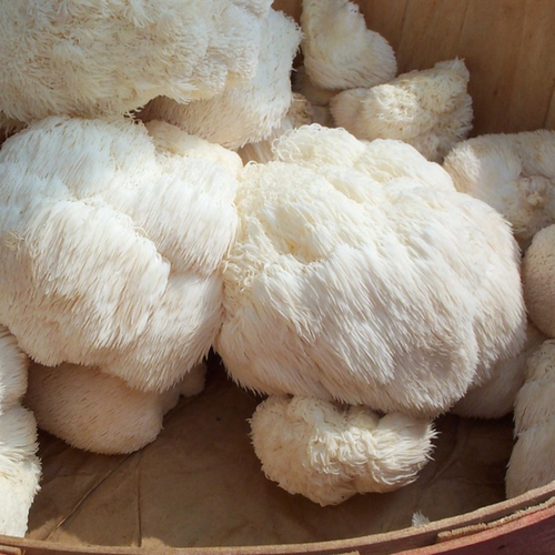brain health benefits of mushrooms - benefits to mushrooms