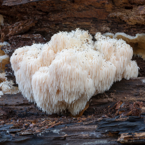comparing fruiting body and mycelium - lion's mane extract