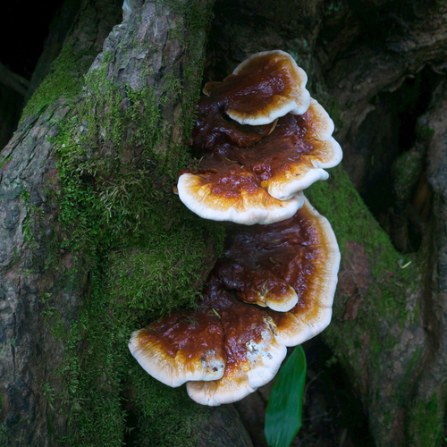 reishi mushroom capsules